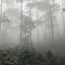 Load image into Gallery viewer, Colombia • Vista de Nieve