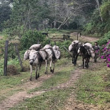 Load image into Gallery viewer, Colombia • Vista de Nieve