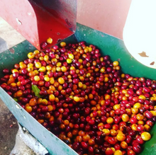 Load image into Gallery viewer, Guatemala • ASOPCE