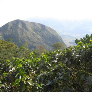 Colombia • La Sierra Red Honey