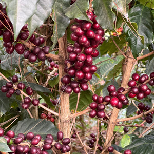 Guatemala • La Garita