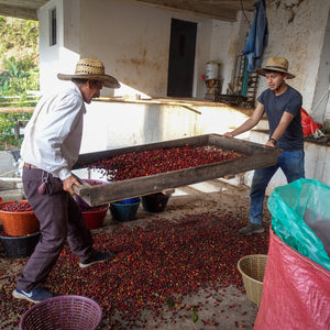 Guatemala • Primos Unidos