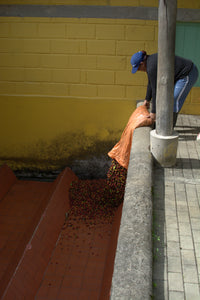 Colombia • La Sierra, Geisha