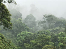 Load image into Gallery viewer, Colombia • La Sierra, Geisha