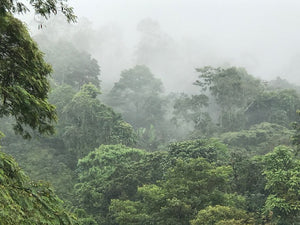 Colombia • La Sierra, Geisha