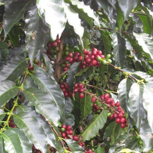 Colombia • La Sierra Red Honey