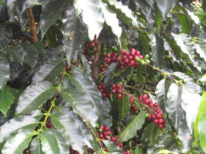 Colombia • La Sierra, Geisha