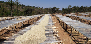 Tanzania • Idiwili Peaberry