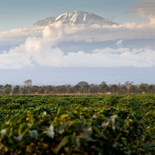Load image into Gallery viewer, Tanzania Kilimanjaro AA