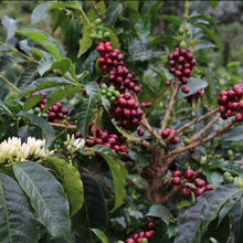 Load image into Gallery viewer, Ethiopia Homacho Waeno